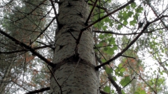 Benoit and the Trees