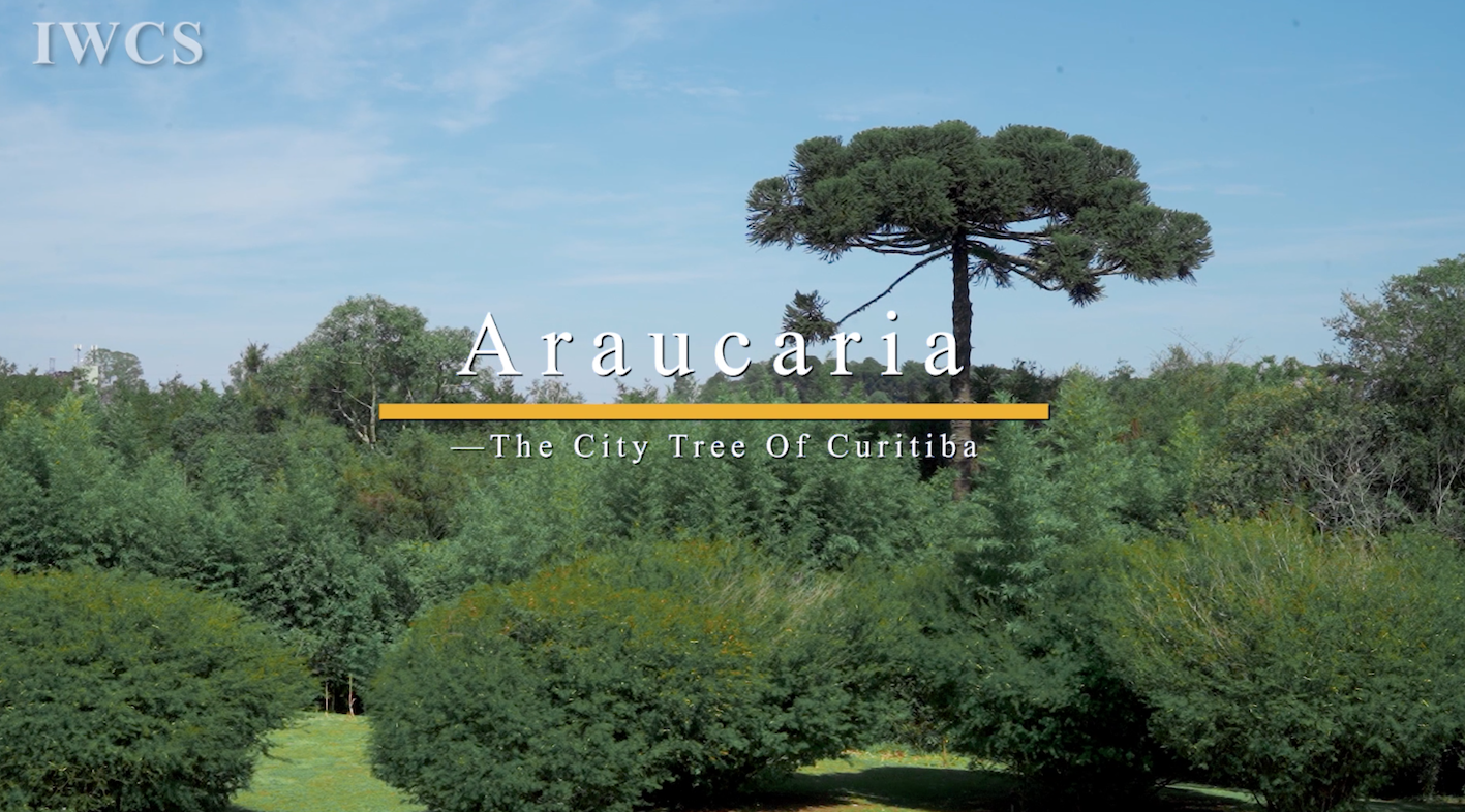 Araucaria - The City Tree Of Curitiba